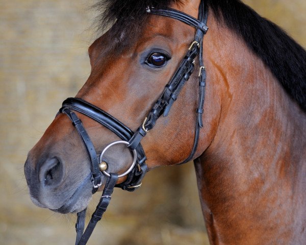 Pferd Mr. Comet WE (New-Forest-Pony, 2002, von Mondrian 29)
