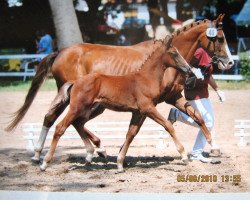Deckhengst Kristall (Deutsches Reitpony, 2010, von King Bjuti)