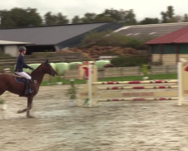 Reitturnier Schülp / Rendsburg 2021