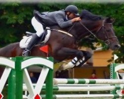 stallion Justboy (KWPN (Royal Dutch Sporthorse), 1991, from Voltaire)
