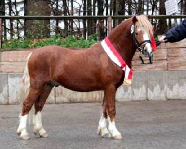 stallion Salvador's Camillo (Welsh mountain pony (SEK.A), 2009, from Caruso)