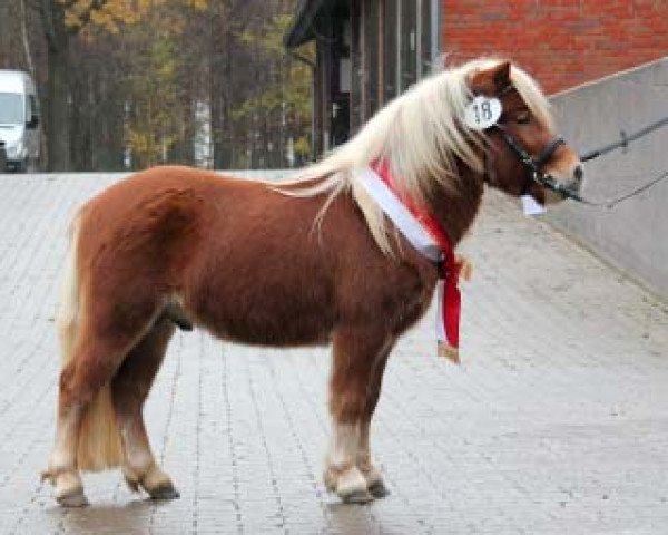 Deckhengst Winnie Puuh vom Eichenhof (Shetland Pony, 2009, von Wendelin v. Uda)