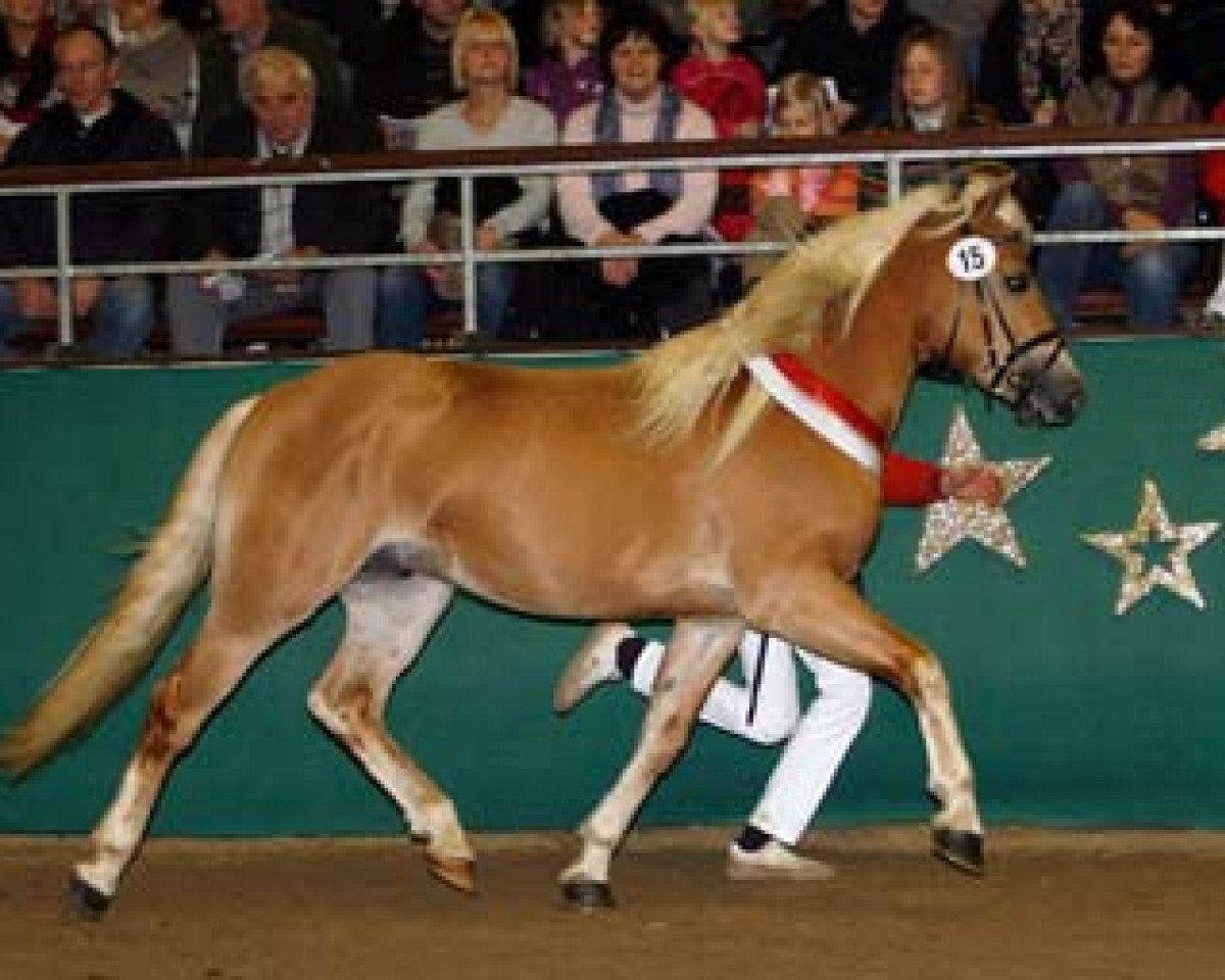 stallion Neckermann (Haflinger, 2009, from Noventis)