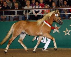 stallion Neckermann (Haflinger, 2009, from Noventis)