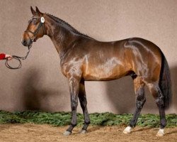 dressage horse San Felice 7 (Westphalian, 2009, from Spielberg)