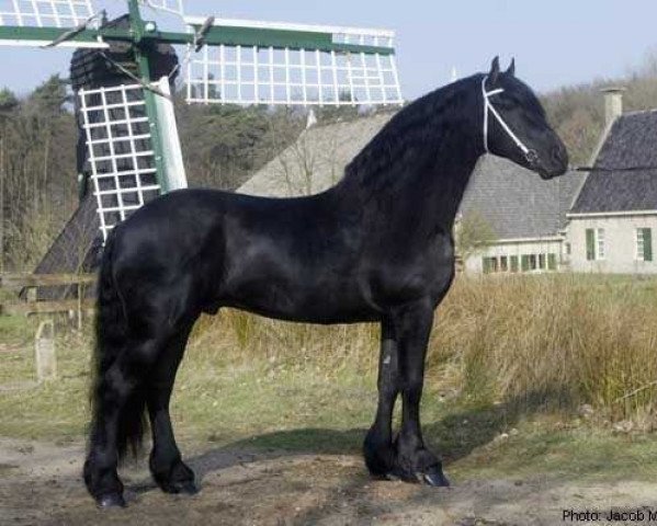 Deckhengst Liekele 364 (Friese, 1995, von Tamme 276) Deckhengst Liekele 364 (Friese, 1995, von Tamme 276)