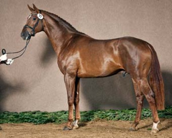 stallion Sir Fidergold (Westphalian, 2009, from Sarkozy 3)