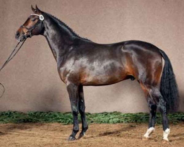 dressage horse Romulus von Nymphenburg (Westphalian, 2009, from Rock Forever NRW) dressage horse Romulus von Nymphenburg (Westphalian, 2009, from Rock Forever NRW)