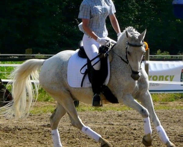 dressage horse Darius (German Riding Pony, 1986, from Durello)
