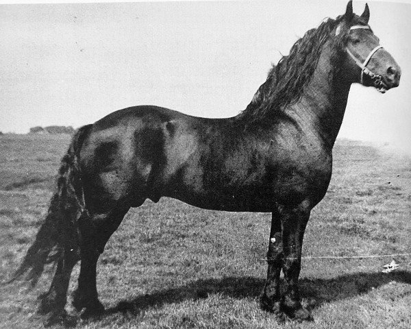 Deckhengst Held 140 (Friese, 1928, von Arend 131) Deckhengst Held 140 (Friese, 1928, von Arend 131)