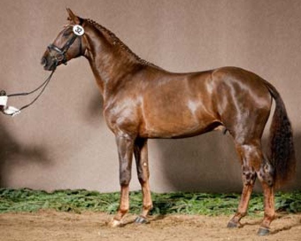 dressage horse Dubrovnik NRW (Westphalian, 2009, from Diamond Hit)