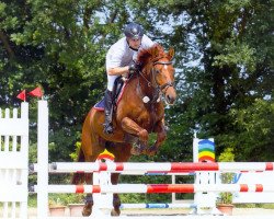 broodmare Josie - B (German Sport Horse, 2005, from Golliath Life)