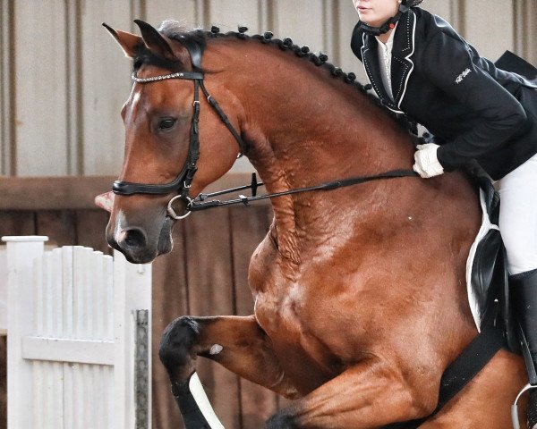 Pferd Chap 57 (Zweibrücker, 2007, von Conteur)