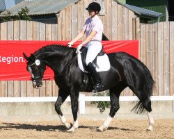 dressage horse Look at Liberty (Westphalian, 2005, from Lissabon 29)