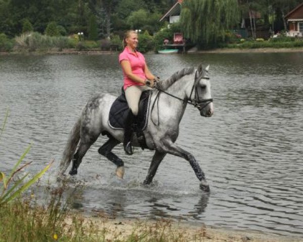 stallion Online Ixes (German Riding Pony, 2001, from Okay Big Bambu) stallion Online Ixes (German Riding Pony, 2001, from Okay Big Bambu)