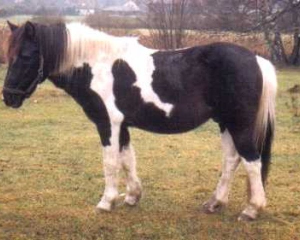 stallion Sascha (Lewitzer, 1982, from Salto B 385) stallion Sascha (Lewitzer, 1982, from Salto B 385)