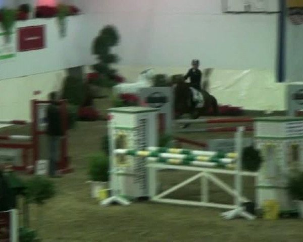 jumper No Name Girl (German Riding Pony, 1998, from Navajo)