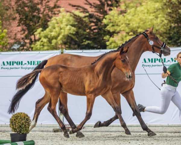 Pferd Cutest One (Anglo Europäisches Sportpferd, 2021, von Lamiro)