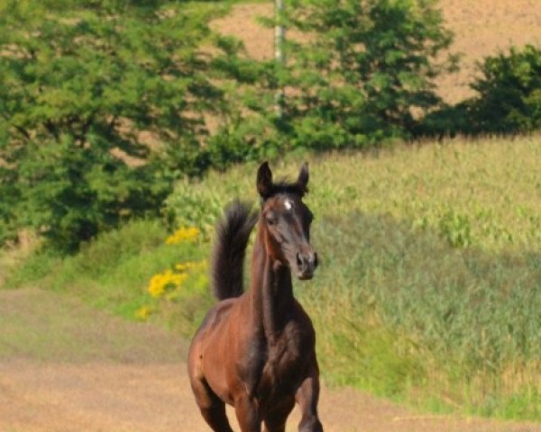 Pferd Lucario (Anglo Europäisches Sportpferd, 2022, von Lamiro)
