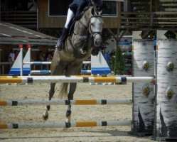 jumper Sari (Romanian Warmblood, 2016, from Sarkozy)