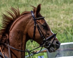 Cavallo da Dressage Donaufuchs (Trakehner, 2011, di Halimey Go)