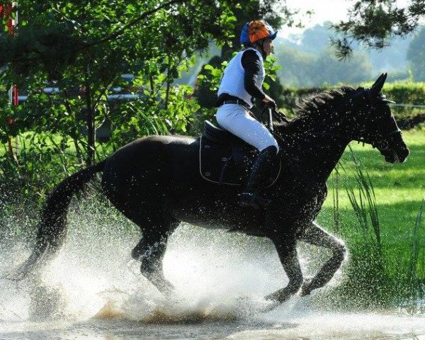 jumper Sarkozy (Oldenburg, 2003, from Sandro Hit)