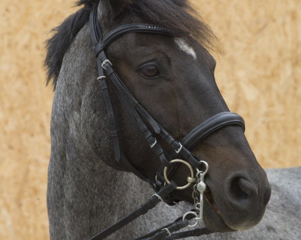 horse Sir Roger (Connemara Pony, 1998, from Patty's Benedict) horse Sir Roger (Connemara Pony, 1998, from Patty's Benedict)