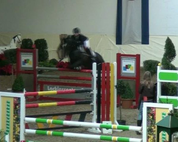 jumper Galina 216 (German Riding Pony, 2005, from Begas)