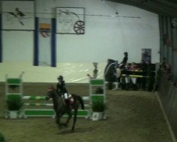 jumper Top Olivia (German Riding Pony, 1988)