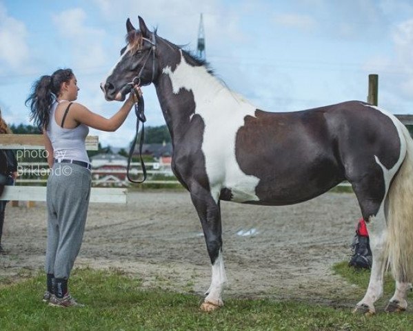 broodmare Alexandra fan Nassau (Pinto,  , from Willem van Nassau)