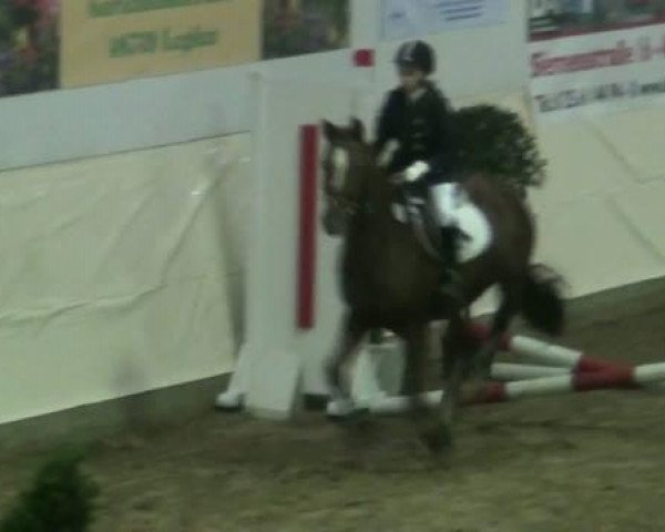 jumper Vorsum Veneto (German Riding Pony, 1986, from Vento) jumper Vorsum Veneto (German Riding Pony, 1986, from Vento)