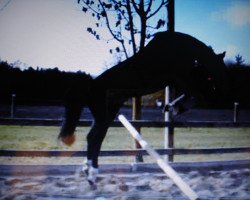 jumper Fürst Pellegrino (Bavarian, 2009, from Fürst Scheurenhof)