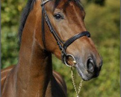 dressage horse Frascati 72 (Westphalian, 2006, from First Grade)