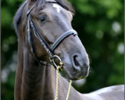 dressage horse Black Desert (Hanoverian, 2004, from Desert Moon)