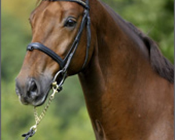 dressage horse Bruno Belissimo (Bavarian, 2004, from Belissimo NRW)