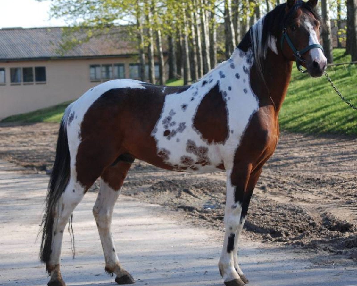 stallion Alswin (Lewitzer, 1998, from Agnus Dei)