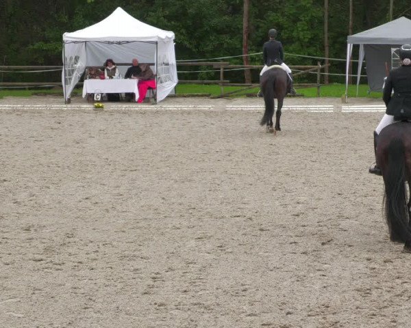 Reitturnier Ditzingen 2022