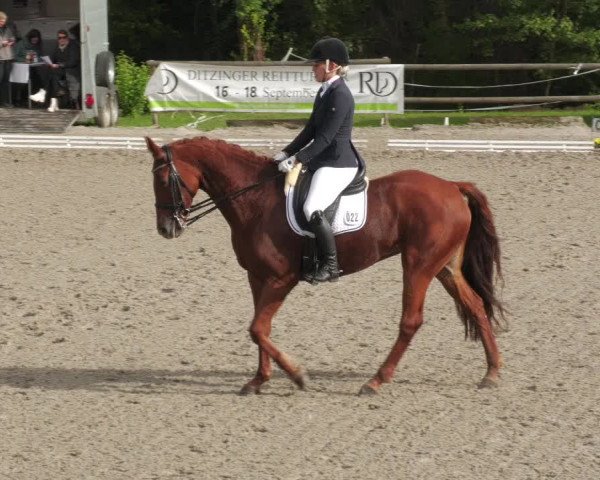 Reitturnier Ditzingen 2022
