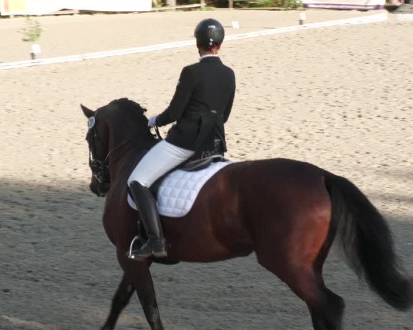 Reitturnier Ditzingen 2022