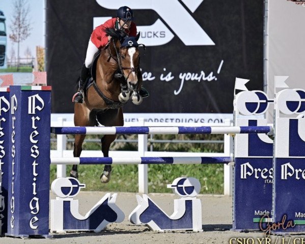 Deckhengst Conte Ferrari (Westfale, 2009, von Contello)
