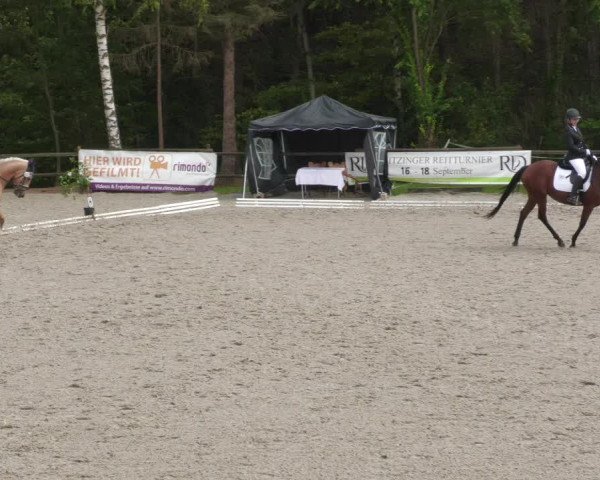 Reitturnier Ditzingen 2022