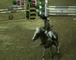 jumper V.Champion van Vrijhern (Belgian Warmblood, 1998, from Power van Vrijhern)