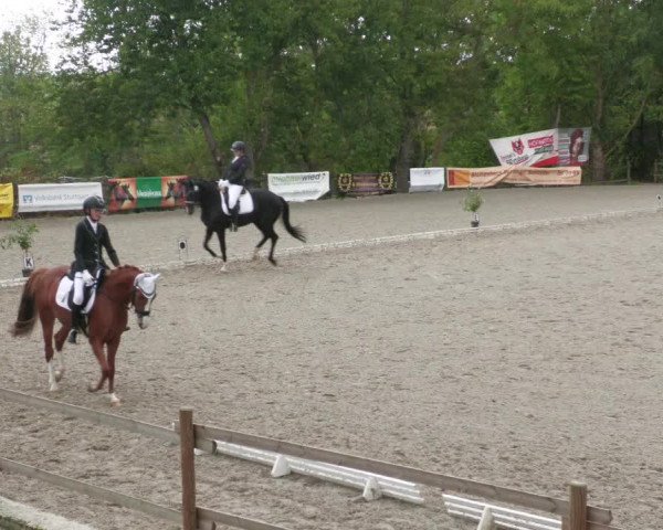 Reitturnier Ditzingen 2022