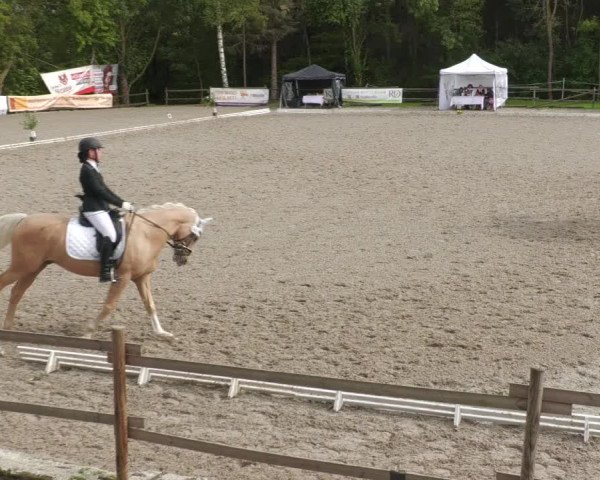 Reitturnier Ditzingen 2022