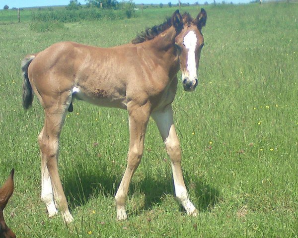 jumper Indiana James (Luxembourg horse, 2010, from Imothep)