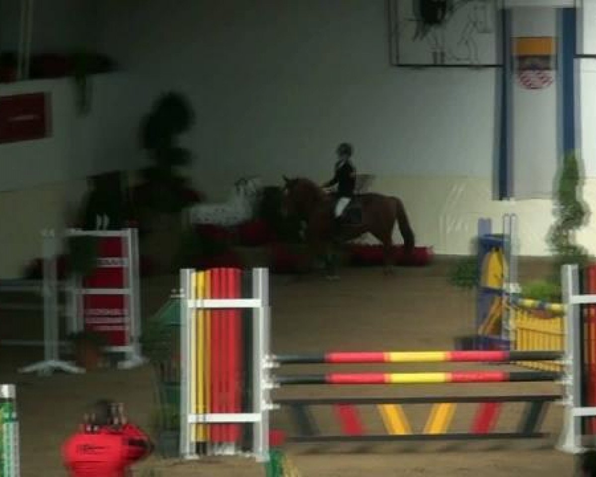 Springpferd My Lola Loop (unbekannt, 2006)
