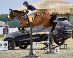 Springpferd Shaba (Rumänisches Warmblut, 2012)