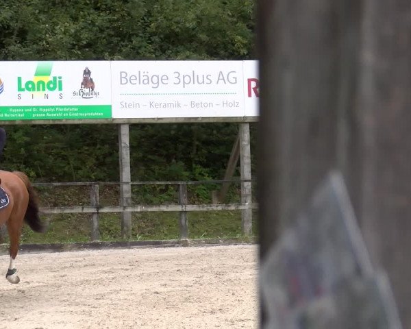 Reitturnier Sins 2022 | Herbst-Concourse Sins-Brand