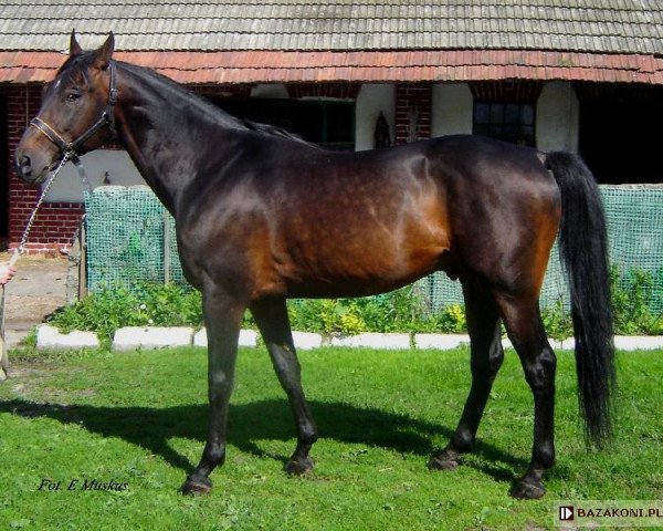 stallion Emerson (Little-Poland (malopolska), 1995, from Szal AA)