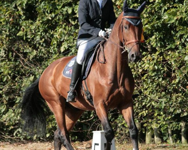 Dressurpferd Waterloo (Deutsches Sportpferd, 2004, von Well done)